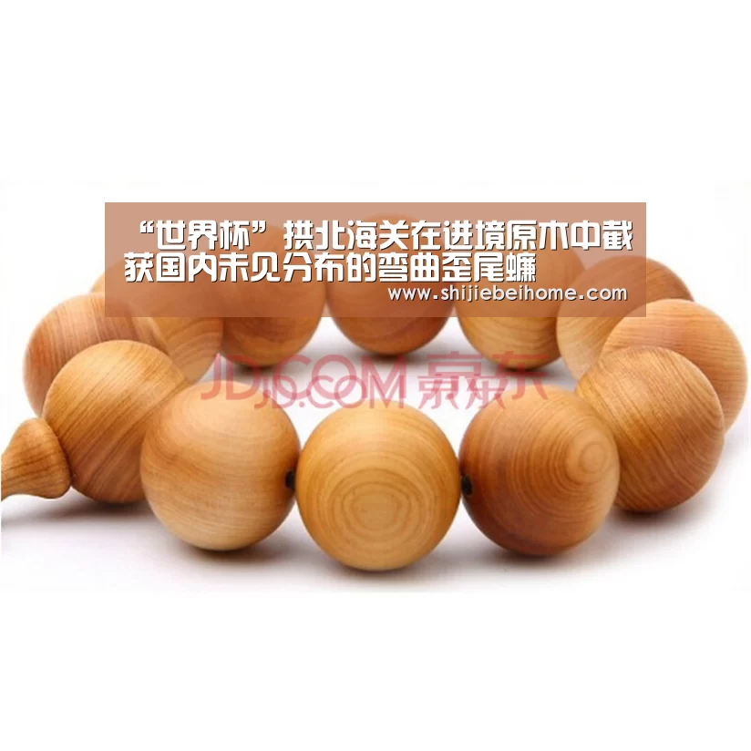 “世界杯”拱北海关在进境原木中截获国内未见分布的弯曲歪尾蠊(图2) 赛事新闻