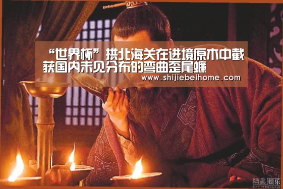 “世界杯”拱北海关在进境原木中截获国内未见分布的弯曲歪尾蠊(图1) 世界杯