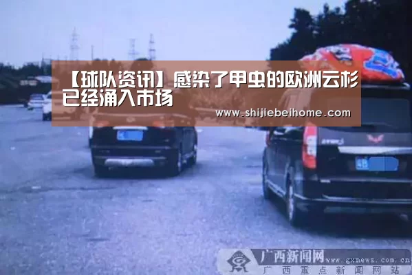 【球队资讯】感染了甲虫的欧洲云杉已经涌入市场(图1) 赛事新闻